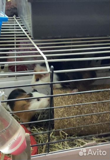 Морские свинки