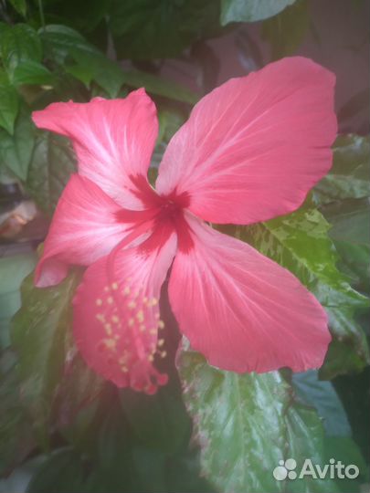 Сортовые гибискусы