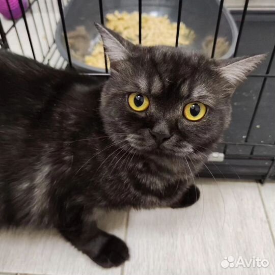 Черная шотландская кошечка из приюта