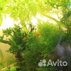 Рыбы, растения