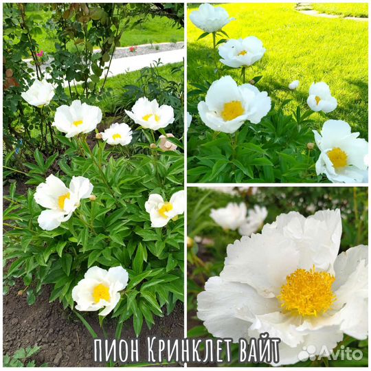 Пионы 4 сорта