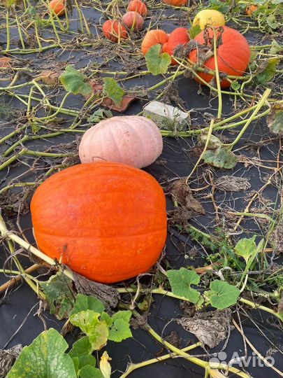 Продается тыква разных сортов