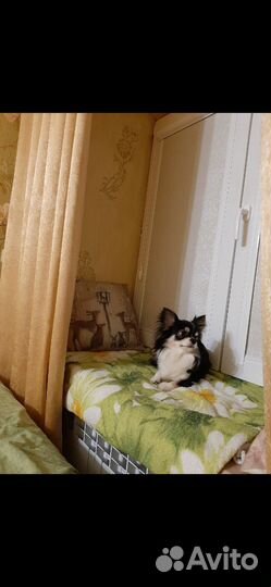 Вязка чихуа, кобель