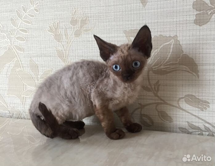 Девон рекс Минковая кошечка Барбара