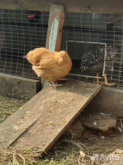 Куры Орпингтон