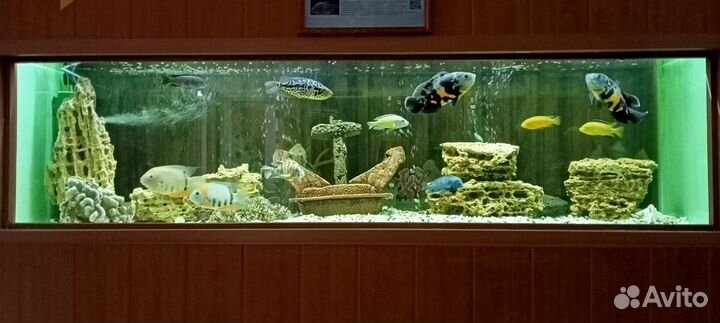 Обслуживание аквариумов