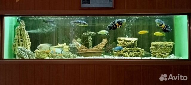 Обслуживание аквариумов