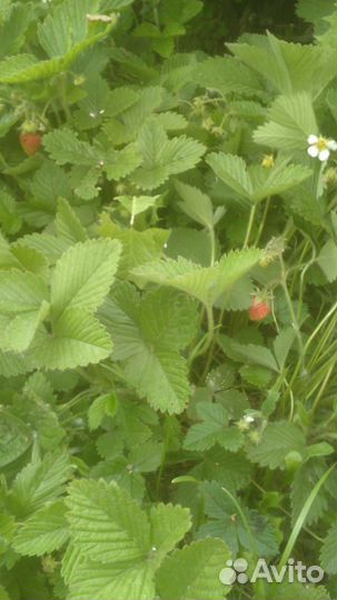 Земклуника