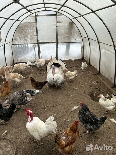 Инкубационное яйцо индейки