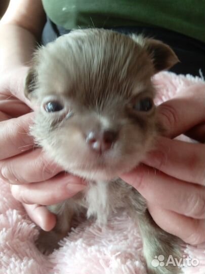 Щенки чихуахуа