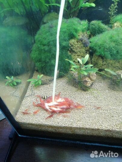 Продам креветок