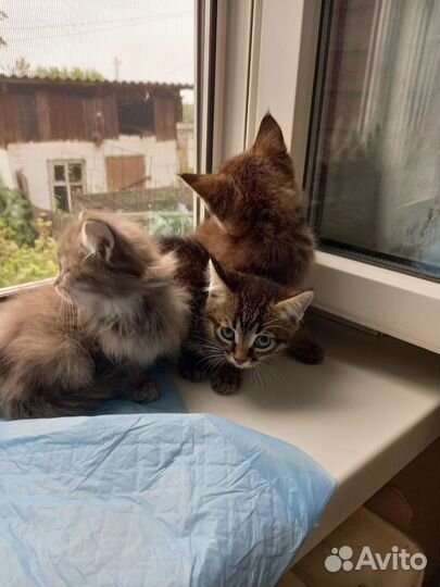 Сибирская кошка бесплатно