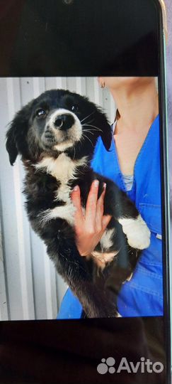 Метисы спаниеля в добрые руки