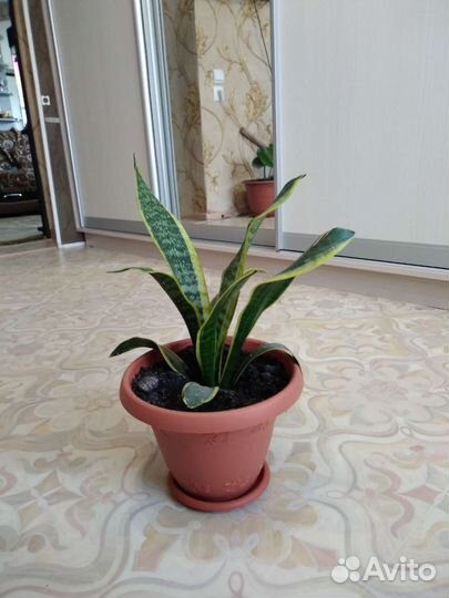 Сансевиерия