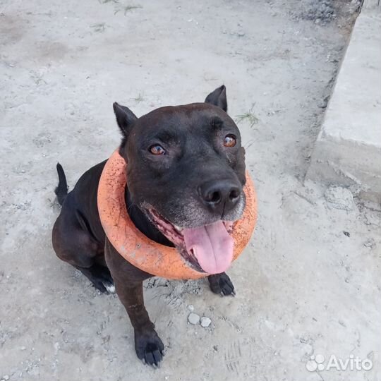 Вязка питбуль