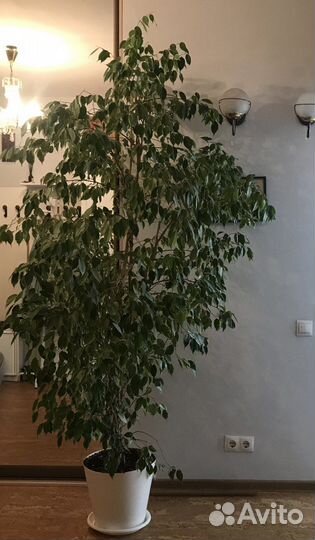 Фикус Бенджамина, двухцветный, 2 дерева