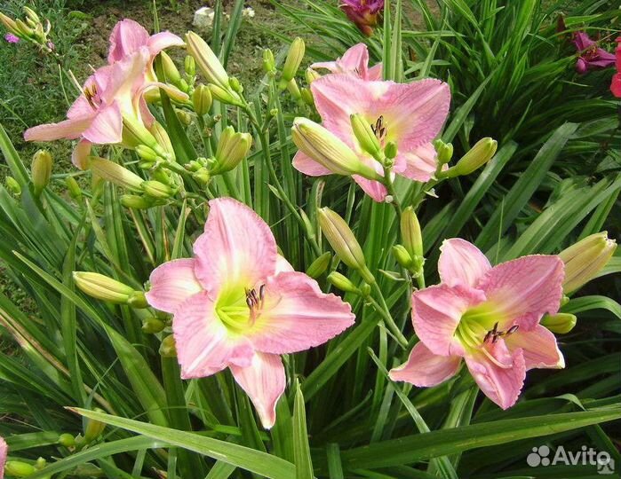 Лилейник розовый