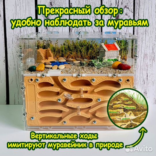 Муравьиная ферма (Новые)