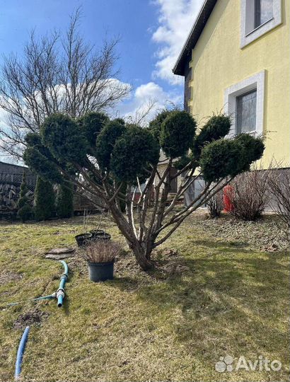 Можжевельник Блю Эрроу с доставкой с полей