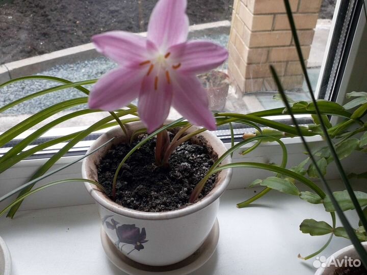 Зефирантес