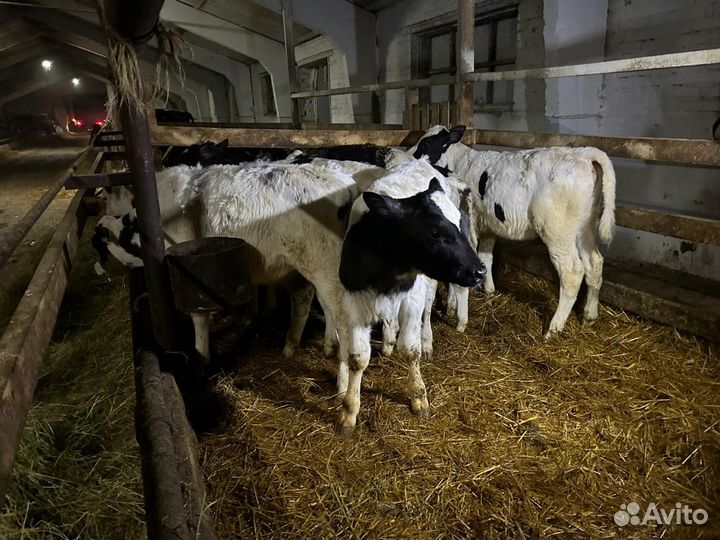 Бычки подрошенные