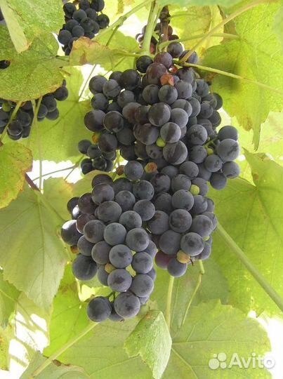 Виноград Изабелла