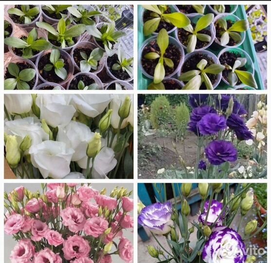 Рассада эустомы оптом