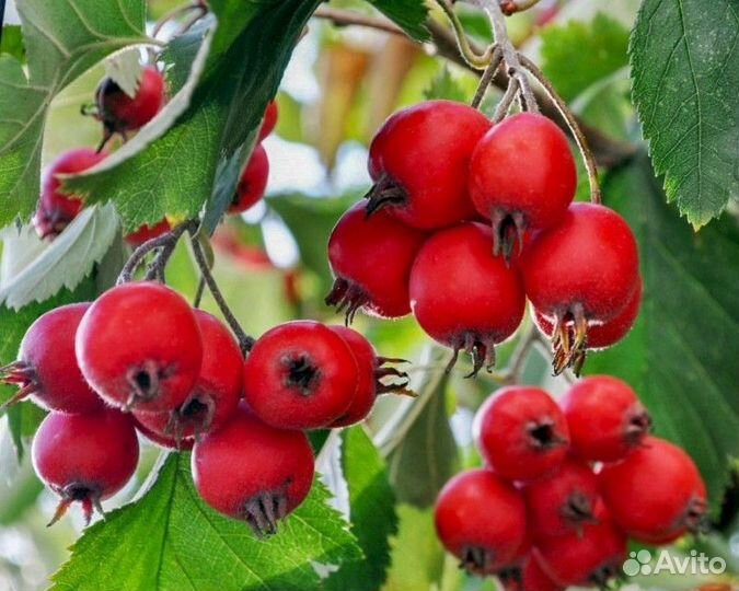 Боярышник плоды