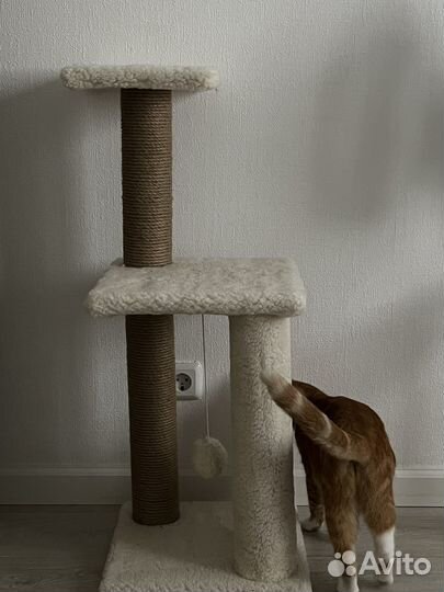 Когтеточка для кошки new