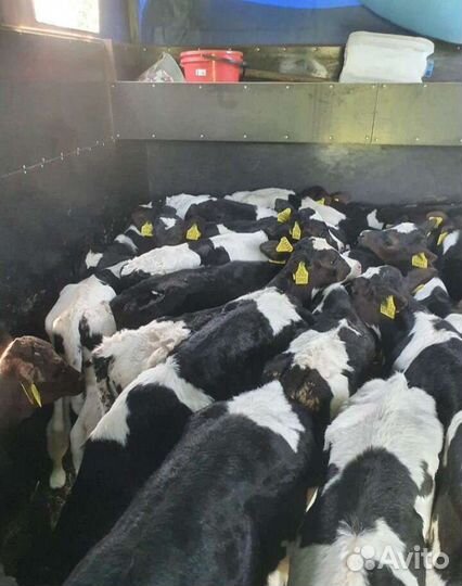 Бычки телята