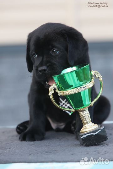 Щенки лабрадора