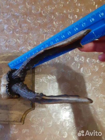 Рога косули, лося