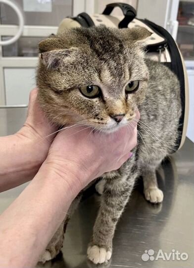 Кошка в дар бесплатно