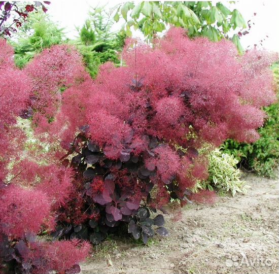 Скумпия кожевенная пурпурная Royal Purple