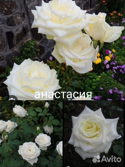 Чайни гибридные роз