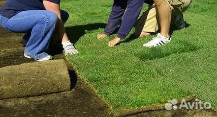 Газон рулонный