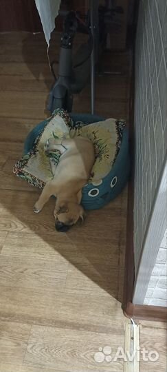 Щенки мопса