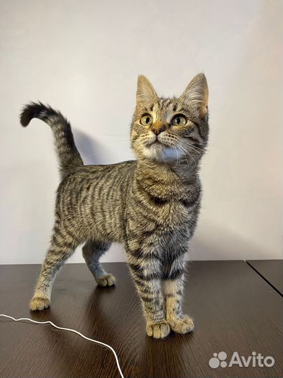 Маленький котёнок ждет семью