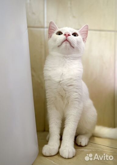 Отдам котенка