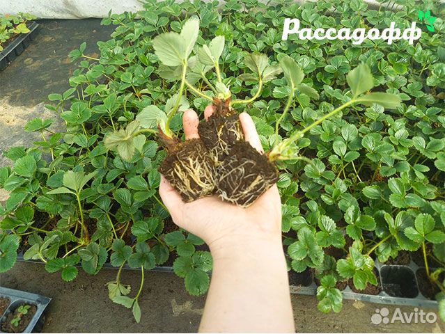 Рассада клубники. Оптом