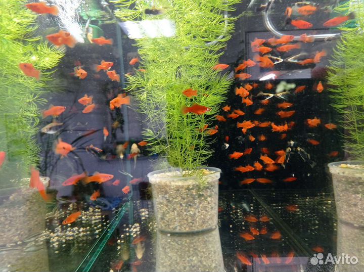 Аквариумные рыбки и растения