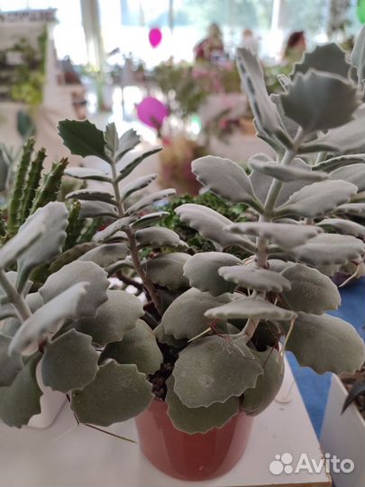 Суккуленты и другие