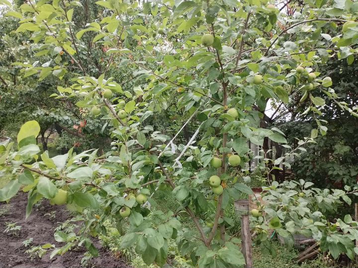 Дом 64 м² на участке 8 сот.