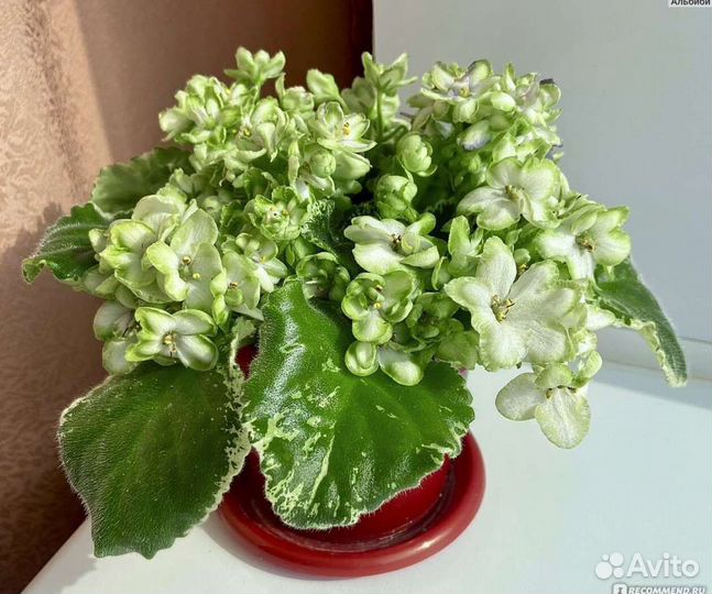 Отростки растений