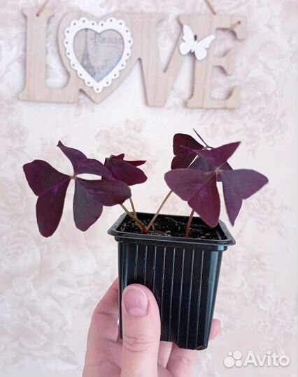 Комнатные цветы оксалис