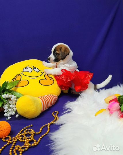 Джек Рассел терьер милая красотка