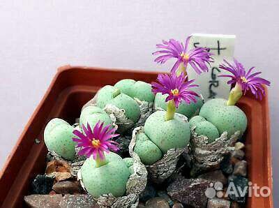 Conophytum Конофитумы, разные виды 19, семена