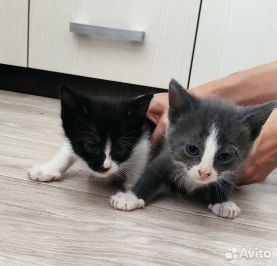 Котята от Сиамской кошки