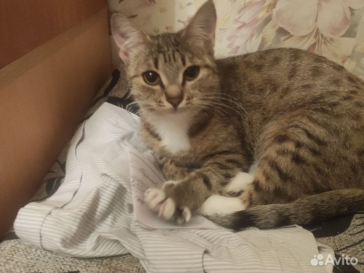 Кошка