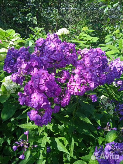 Садовые цветы